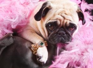 Collares y Ropa de Lujo para Perros: Las Mejores Marcas Exclusivas