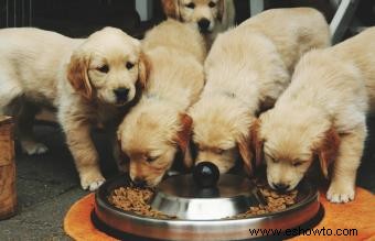 Alimentar a tu cachorro con croquetas 