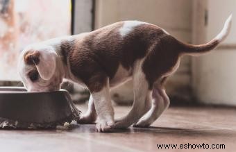 Alimentar a tu cachorro con croquetas 