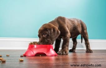 Alimentar a tu cachorro con croquetas 