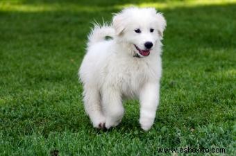 Guía de cachorros de los Grandes Pirineos