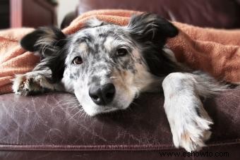 Remedio casero para cachorro Parvo