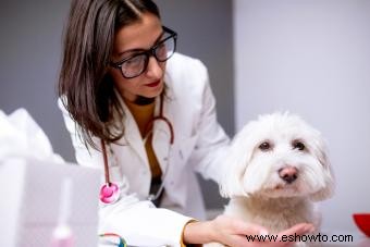 Remedio casero para cachorro Parvo