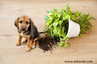 Cómo hacer que su casa sea a prueba de cachorros por dentro y por fuera