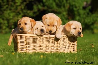 Cómo vender cachorros