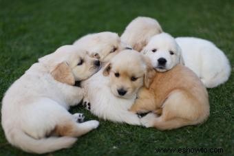 Cómo vender cachorros