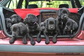 Cómo vender cachorros