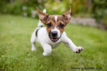 Cómo saber cuándo un cachorro es adulto