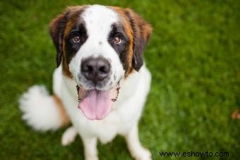 Cómo saber cuándo un cachorro es adulto