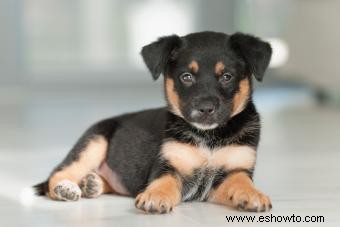 Cómo saber cuándo un cachorro es adulto