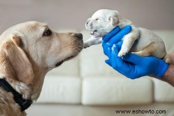 Etapas clave del cachorro que todo dueño de mascota debe conocer