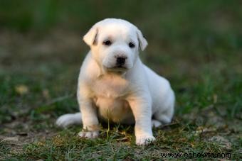 Etapas clave del cachorro que todo dueño de mascota debe conocer