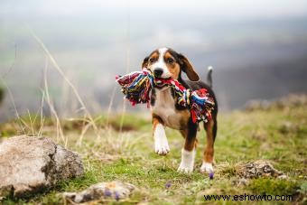 Etapas clave del cachorro que todo dueño de mascota debe conocer