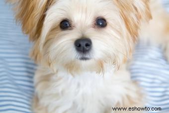 Datos y videos sobre los cachorros Morkie