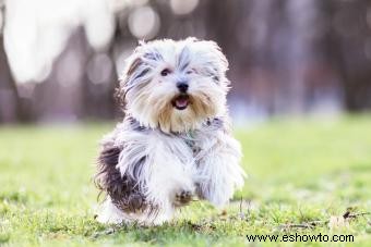 Datos y videos sobre los cachorros Morkie