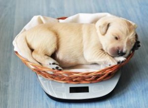 Tablas Imprimibles de Peso para Cachorros: Guía Experta para Monitorear su Crecimiento Saludable