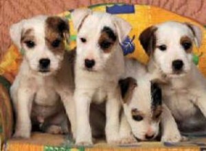 Guía Completa para el Cuidado de Cachorros: Consejos Esenciales para Nuevos Propietarios