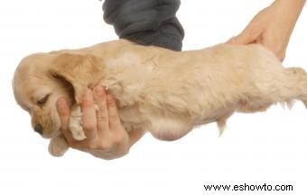 Síntomas y tratamiento de las hernias umbilicales en cachorros