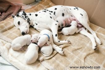 Cachorros destetados