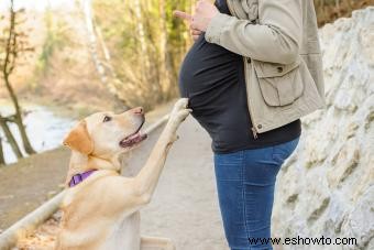 Comportamiento canino y embarazo humano