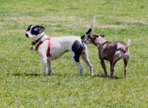 ¿Por qué los perros olfatean todo? El fascinante mundo del olfato canino