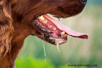 15 trucos brillantes para los dueños de perros