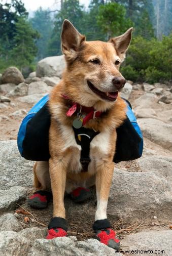 3 formas rápidas de hacer que tu perro deje de ladrar