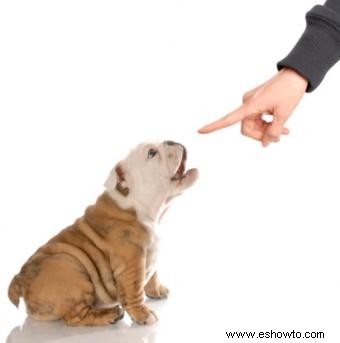 3 formas rápidas de hacer que tu perro deje de ladrar