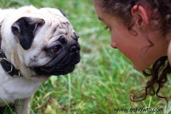 3 formas rápidas de hacer que tu perro deje de ladrar