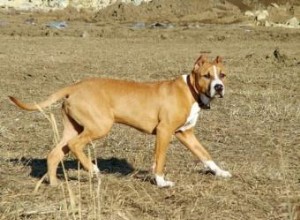 Consejos para ayudar a un perro recién adoptado a adaptarse