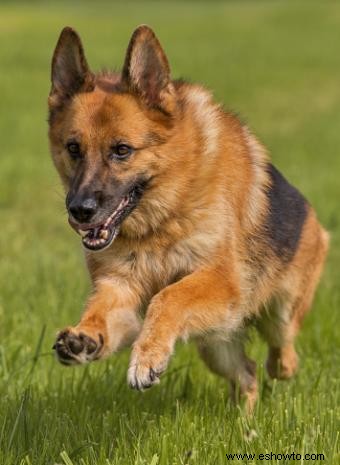 ¿Estas razas de perros son seguras cerca de los niños?