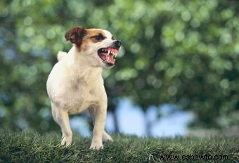 Tratar con un terrier agresivo