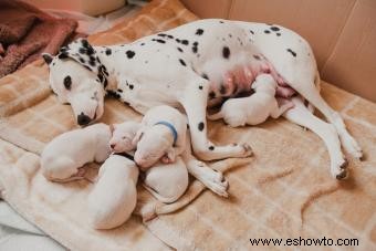 ¿Cambia el comportamiento de un perro después de tener cachorros?