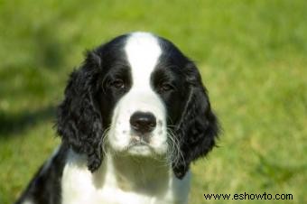 Problemas de agresión de perros y orden de manada