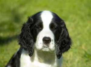 Agresión en Perros: Entendiendo la Jerarquía de la Manada y Cómo Corregirla