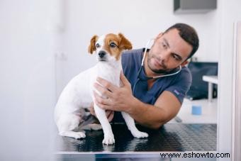 ¿Cambia el comportamiento de un perro después de tener cachorros?