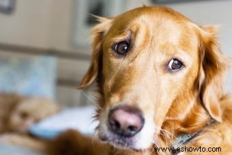 Medicamentos para la ansiedad canina:pros y contras de calmar a un canino