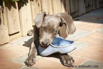 Medicamentos para la ansiedad canina:pros y contras de calmar a un canino