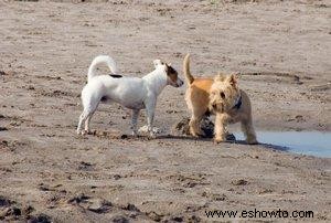 ¿Cómo podemos hacer que nuestro perro sea más varonil?