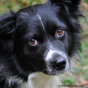 Síntomas y desencadenantes comunes de la depresión en perros