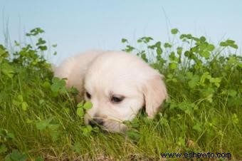 Teorías sobre por qué los perros comen hierba