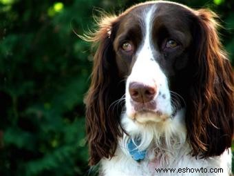 Consejos para un perro con trastorno de ansiedad por separación grave