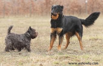 Comprender las señales del lenguaje corporal de su perro