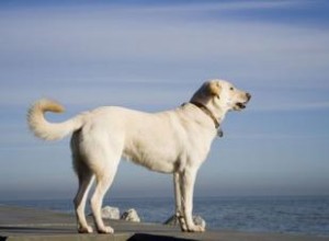 Cómo Corregir el Juego Brusco de tu Perro: Consejos Expertos para Cachorros