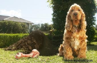 ¿Por qué los perros entierran huesos?