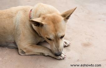 ¿Por qué los perros se lamen las patas? 7 causas comunes