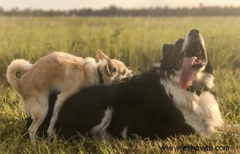 Por qué los perros tienen joroba:dominancia y otros factores