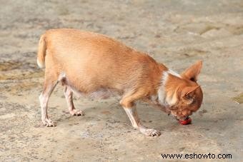 Gestación canina:Desglose de embarazos semana a semana