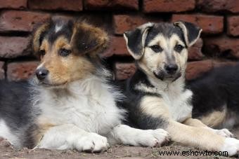 Ventajas y desventajas de los perros cruzados