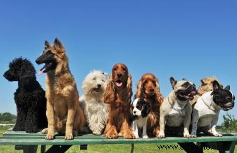 Ventajas y desventajas de los perros cruzados